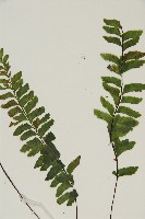 複齒鐵角蕨藏品圖，第3張