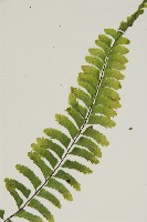 複齒鐵角蕨藏品圖，第4張