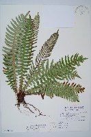 韓氏羅曼蕨藏品圖，第1張