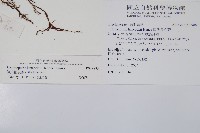 韓氏羅曼蕨藏品圖，第2張