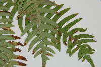 韓氏羅曼蕨藏品圖，第3張