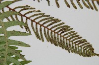 韓氏羅曼蕨藏品圖，第4張