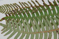 韓氏羅曼蕨藏品圖，第5張