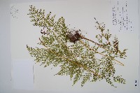 烏蕨藏品圖，第1張