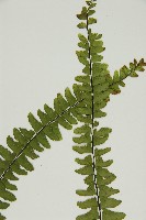 生芽鐵角蕨藏品圖，第4張