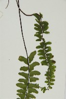 生芽鐵角蕨藏品圖，第5張