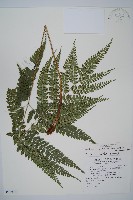 屋久複葉耳蕨藏品圖，第1張