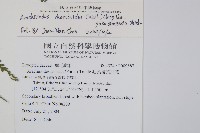 屋久複葉耳蕨藏品圖，第2張