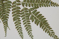 屋久複葉耳蕨藏品圖，第3張