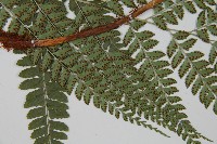 屋久複葉耳蕨藏品圖，第4張