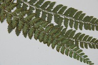 屋久複葉耳蕨藏品圖，第5張