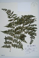 川上氏雙蓋蕨藏品圖，第1張