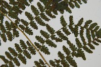 川上氏雙蓋蕨藏品圖，第3張