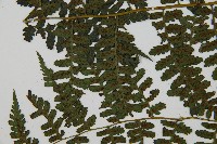 川上氏雙蓋蕨藏品圖，第4張