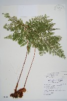 台灣小膜蓋蕨藏品圖，第1張