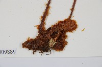 台灣小膜蓋蕨藏品圖，第3張