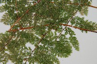 台灣小膜蓋蕨藏品圖，第4張