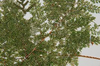 台灣小膜蓋蕨藏品圖，第5張