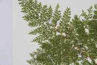 台灣小膜蓋蕨藏品圖，第6張