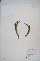 福氏石松藏品圖，第1張