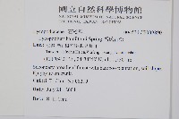 福氏石松藏品圖，第2張