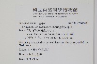 密葉卷柏藏品圖，第2張