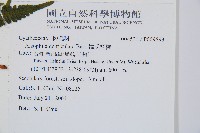 韓氏桫欏藏品圖，第5張