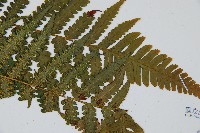 韓氏桫欏藏品圖，第6張