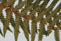 韓氏桫欏藏品圖，第7張