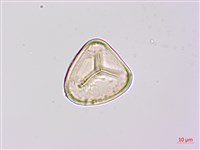 韓氏桫欏藏品圖，第2張