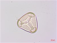 韓氏桫欏藏品圖，第3張