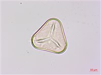 韓氏桫欏藏品圖，第4張