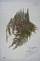 臺灣金狗毛蕨藏品圖，第1張