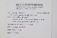 臺灣金狗毛蕨藏品圖，第2張