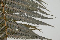 臺灣金狗毛蕨藏品圖，第3張