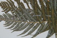 臺灣金狗毛蕨藏品圖，第4張