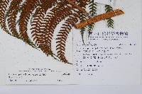 筆筒樹藏品圖，第2張