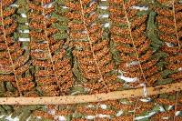 筆筒樹藏品圖，第5張
