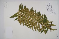 觀音座蓮藏品圖，第1張