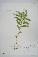 全緣卷柏藏品圖，第1張