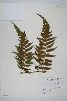 廣葉鋸齒雙蓋蕨藏品圖，第1張