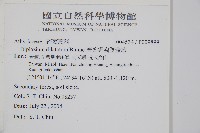 廣葉鋸齒雙蓋蕨藏品圖，第2張