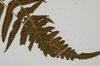 廣葉鋸齒雙蓋蕨藏品圖，第3張