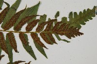 廣葉鋸齒雙蓋蕨藏品圖，第4張