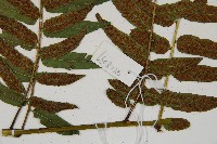 廣葉鋸齒雙蓋蕨藏品圖，第5張