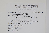 萊氏線蕨藏品圖，第2張