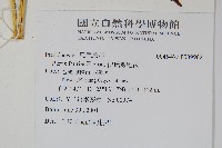 傅氏鳳尾蕨藏品圖，第2張