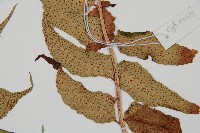 全緣貫眾蕨藏品圖，第3張