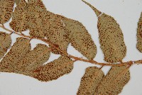 全緣貫眾蕨藏品圖，第4張