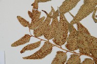 全緣貫眾蕨藏品圖，第5張